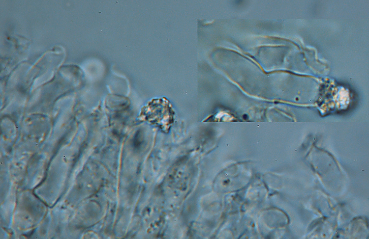 Schizopora sp.?? (Oxyporus corticola)